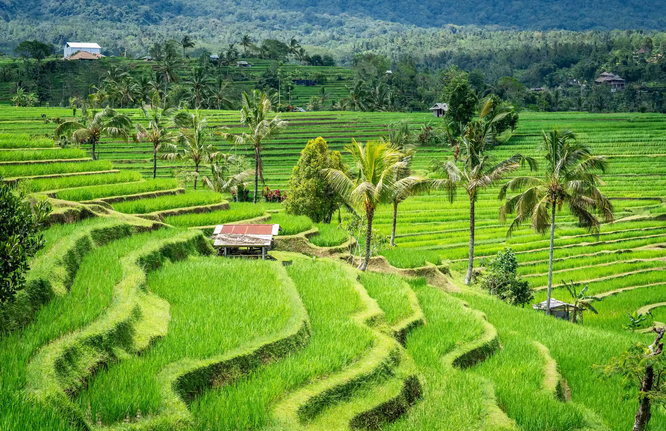 Bedugul Tanah Lot Jatiluwih Rice Terraces UNESCO Site extra 2