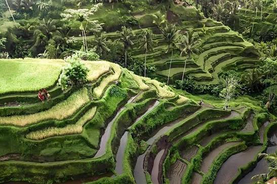 Ubud Ricefield and Temple Tour extra 2